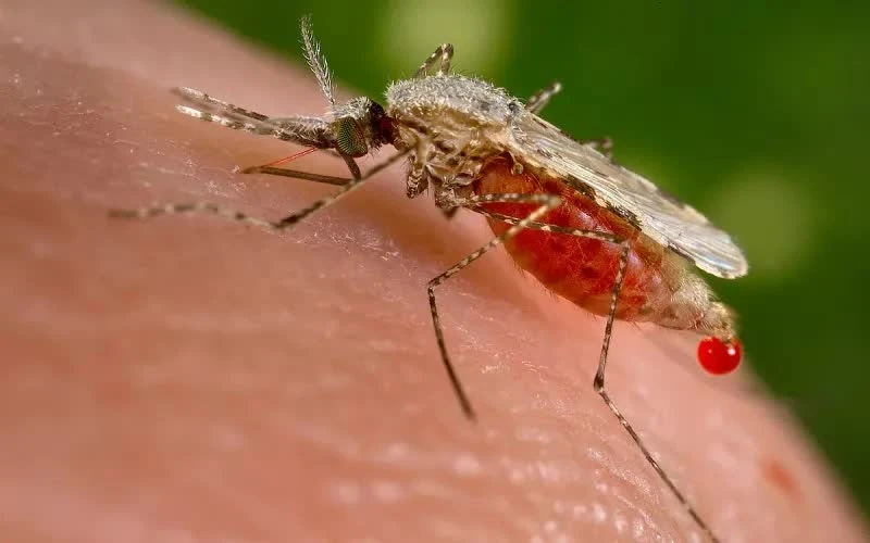 First foreign malaria case in 2024 identified in Quang Binh