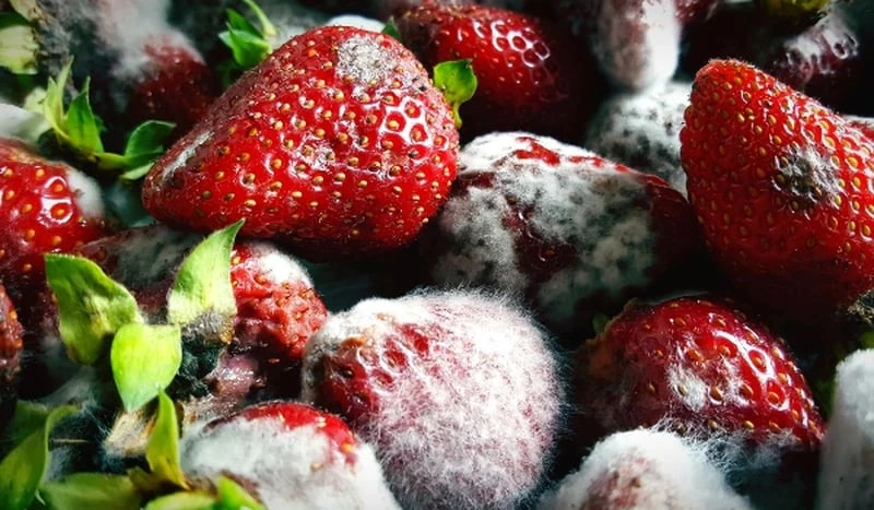 1 fruit containing carcinogens in the "black list" of WHO: The shorter the life