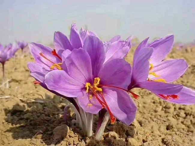 3 rare and precious spices of the world: one in Vietnam grows everywhere