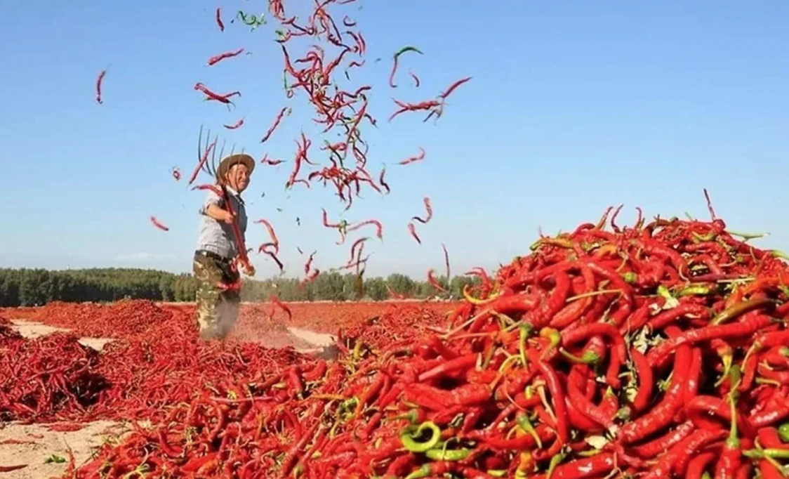 The small fruit of Vietnam is bought by the two countries of China and Laos: it turns out that there are many benefits