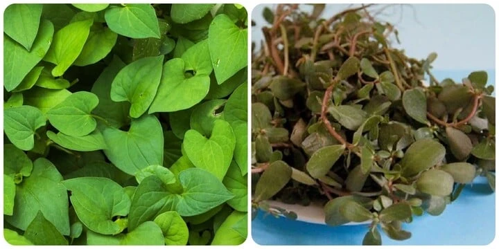 5 types of vegetables that grow well are good for medicine as medicine