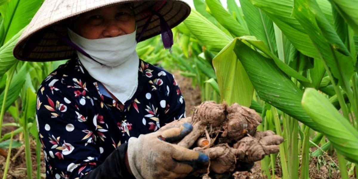 Vietnamese tubers throw away the kitchen but are "rare and hard -to -find spices in the world: There are many valuable uses