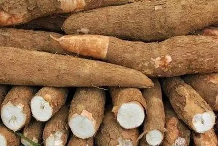 Why do we always have to peel the cassava before cooking?