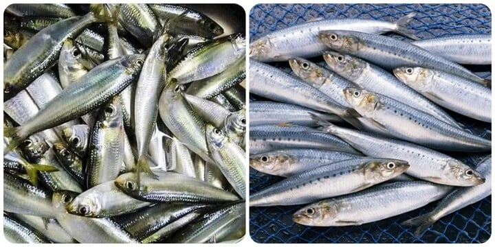 5 types of omega-3-rich fish you should eat regularly