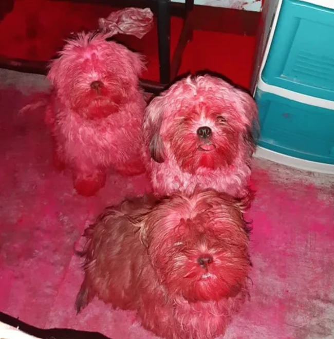 The heavy shock girl was the scene of a horrific murder, but looking at the three "innocent pets", they understood everything.