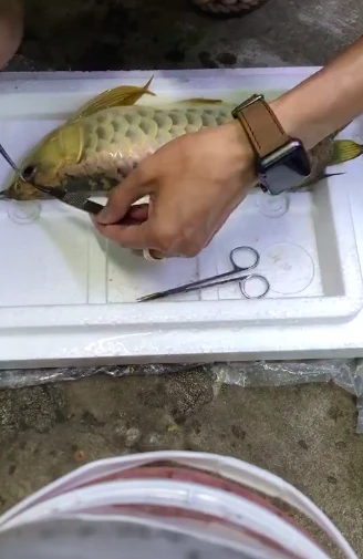 The boy brought the fish for tens of millions to "play", cut his eyes and cut the fins, but the netizens were discontented but the surprise truth behind made everyone fall back on the back