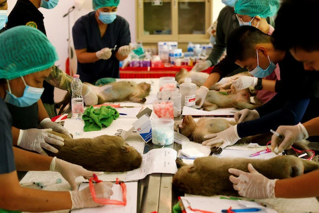 Thailand sterilized hundreds of hungry monkeys to terrorize tourists