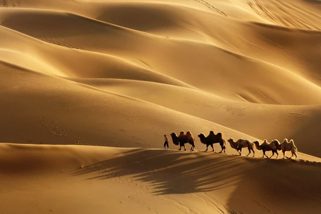The story of the camel traveling through the desert does not need eating and valuable lessons for office ladies