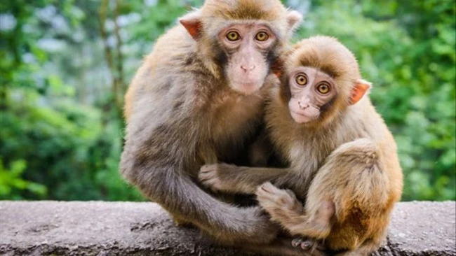 At the beginning of the year class, the coal office "why people are ignorant than me but go to the boss" immediately the teacher tells the story that makes her silence