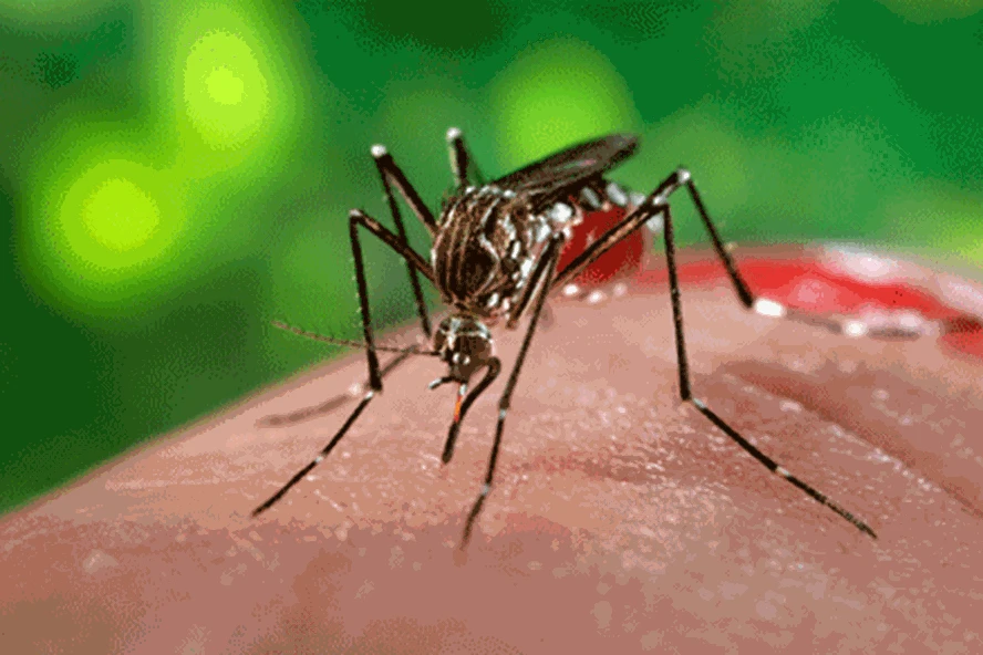 There were 10 deaths from dengue fever, the Ministry of Health issued an urgent notice