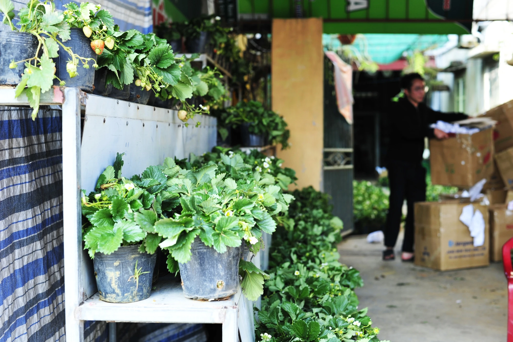 Thousands of people traveling in the spring market, going to the New Year's worms