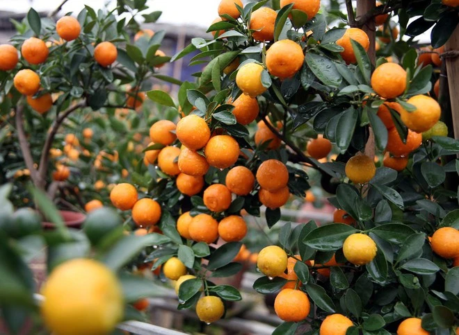 Hanoi: Kumquat "terrible" dragon shape, not for sale only for rent 50 million
