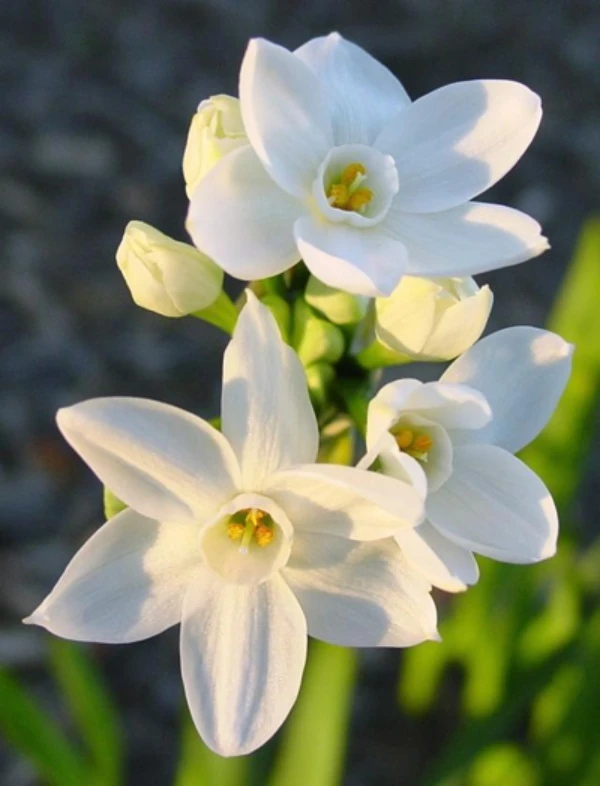 How to plant aquatic root without earth to decorate the house to celebrate Tet, plant it right now to flower at the right time