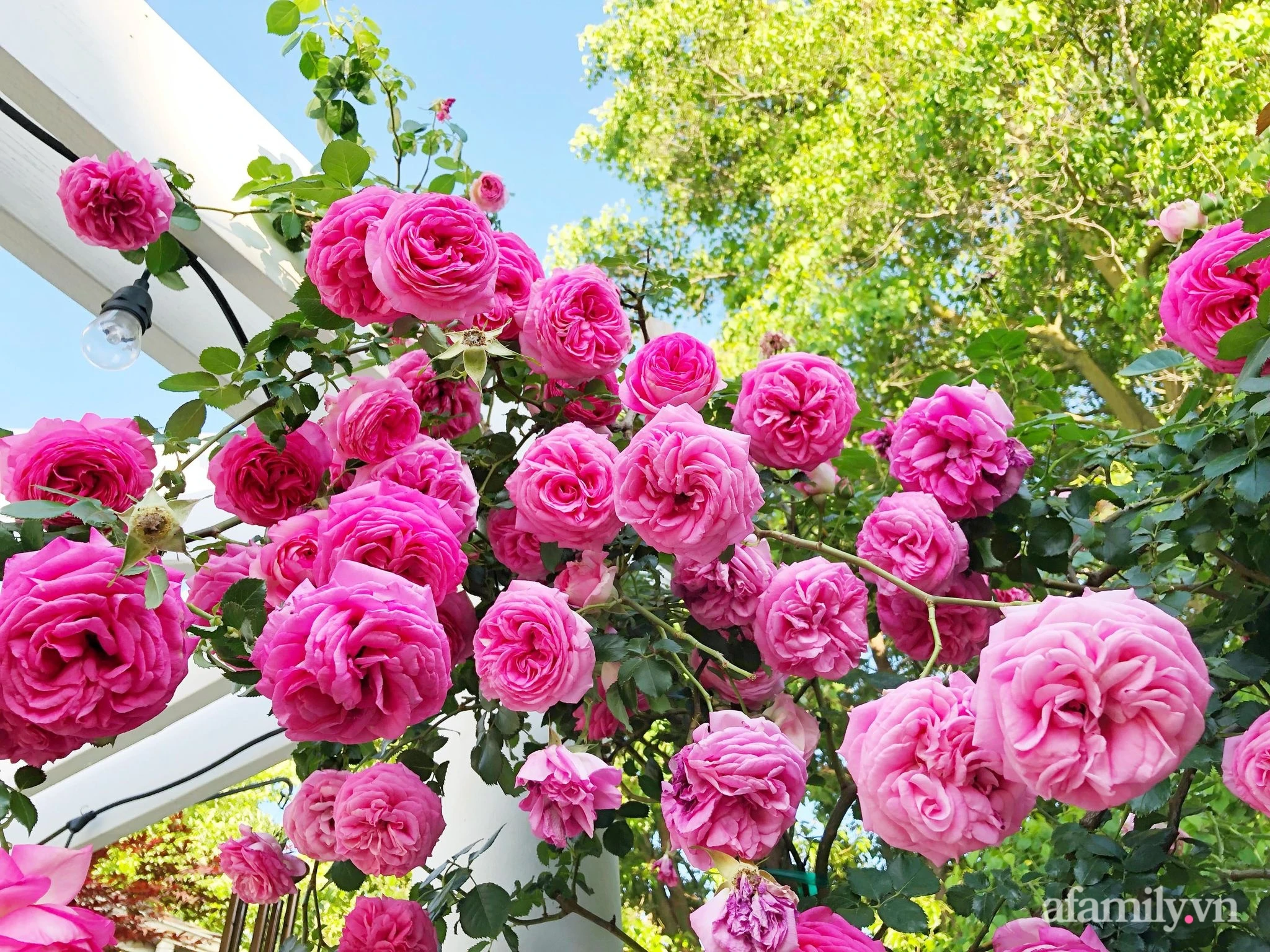 The vases of 0 copper brighten spring colors in the home of Vietnamese women in the US