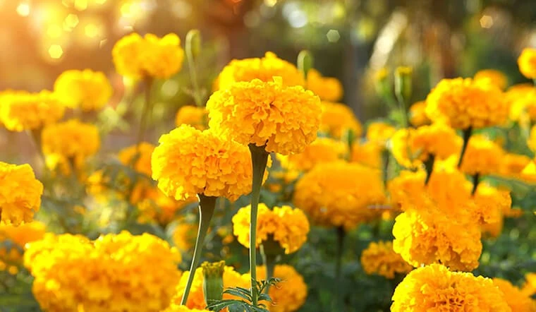 Flowers should and should not offer in July