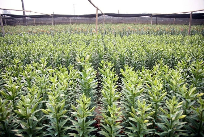 Hanoi: Western Tuu farmers are worried because of late blooming flowers, unable to sell Tet