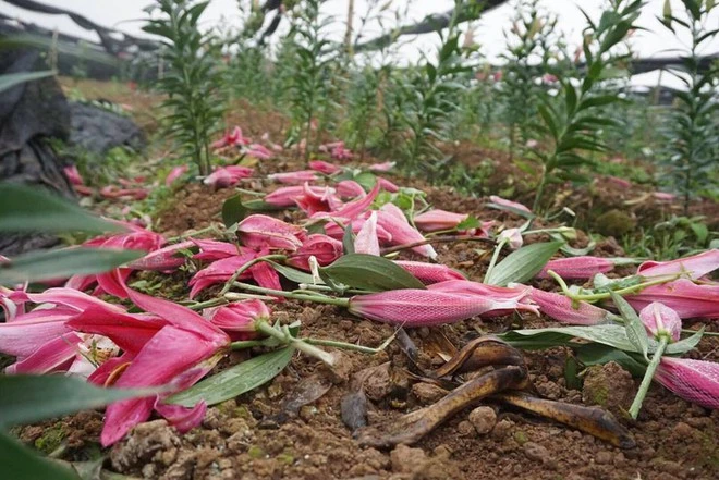 Hanoi: Western Tuu farmers pity to look at the lilies at the same time as the price increases