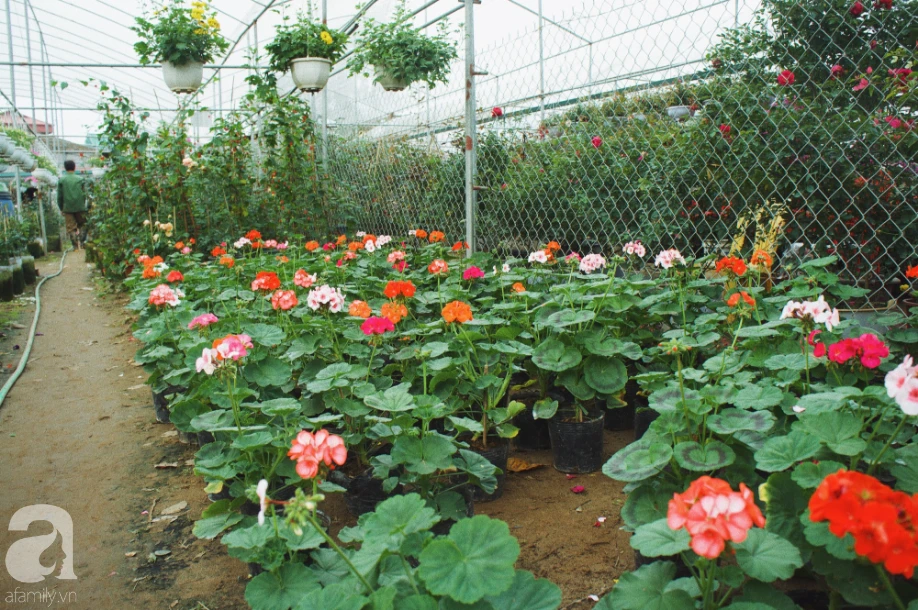 The busy scenery "transported Tet home" at the spring bonsai market, most noticeable is this emerging flower