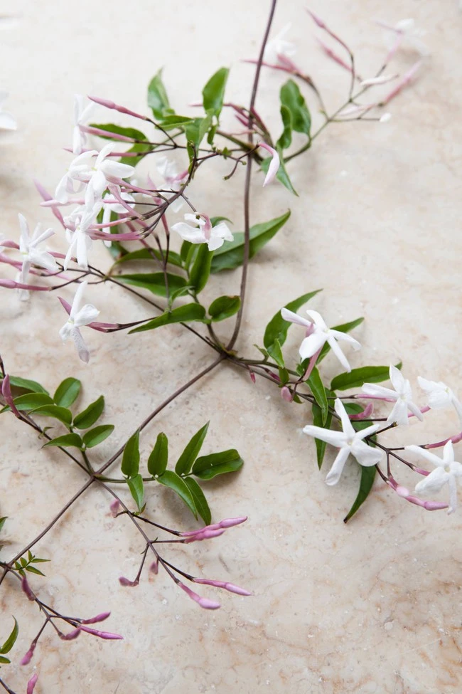 How to arrange pink jasmine - Flower is both strange and familiar, helping to paint your living space
