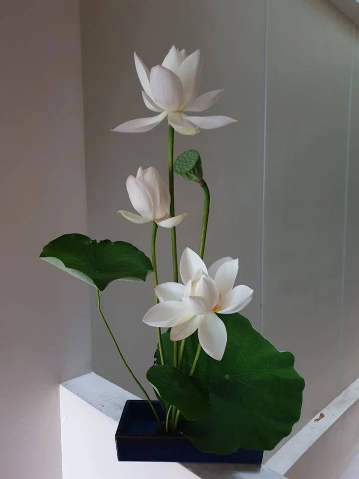 Mother Hai Phong plugged in a beautiful Japanese lotus, revealed a collection of unique flowers in the house
