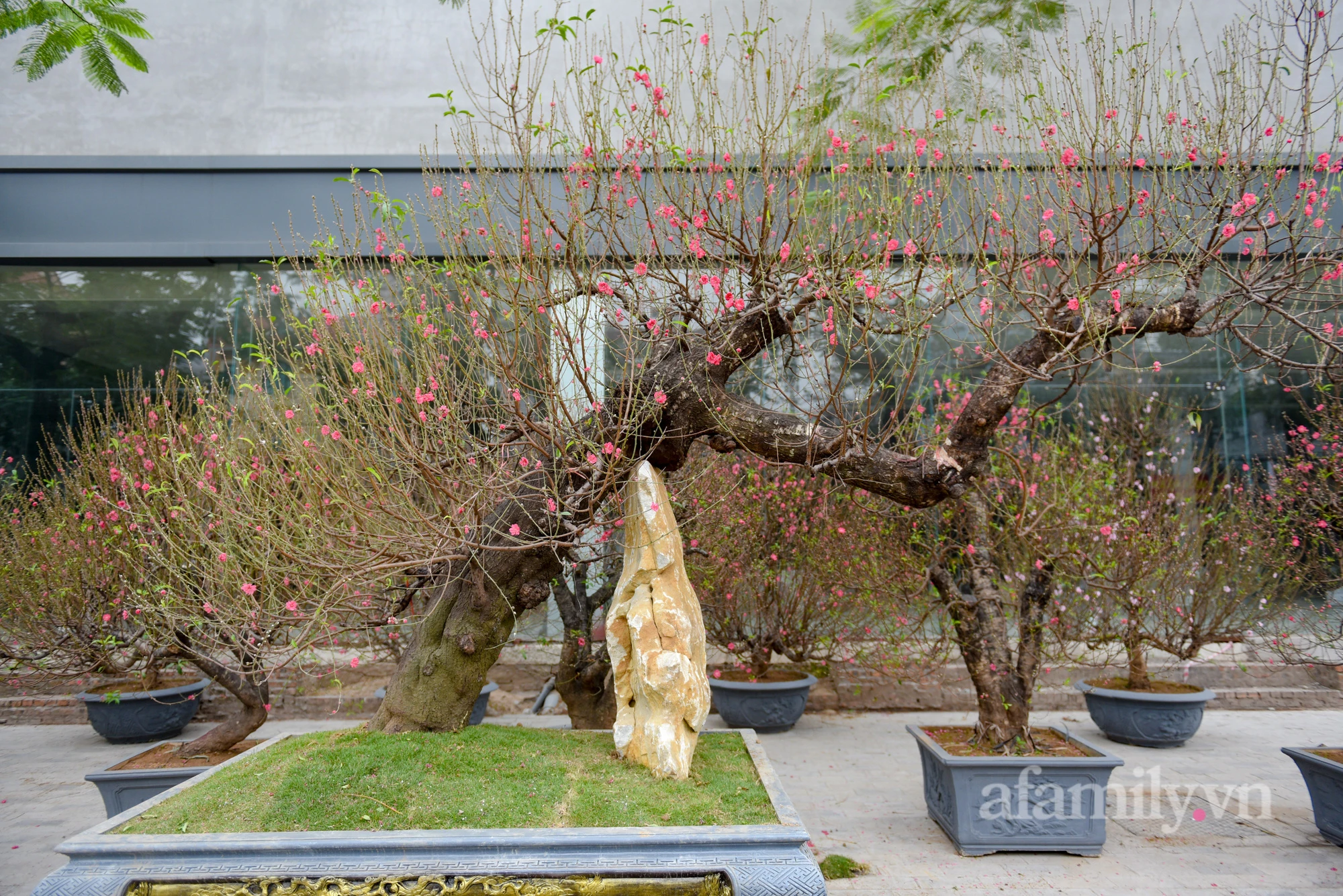 Dao "terrible" rare and rare 200 million in Hanoi