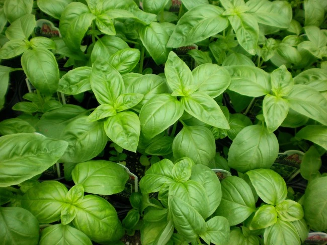 Tell you 10 types of ornamental plants grown around the house capable of chasing three effective ants