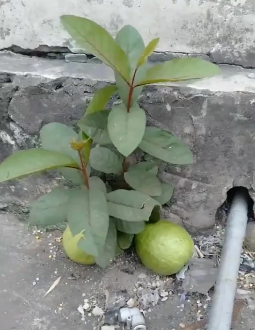 The image of the guava tree is only higher than 1 gloves but has given fruits with fists, contrary to the wrong, causing the owner to pick less without breaking the branches?