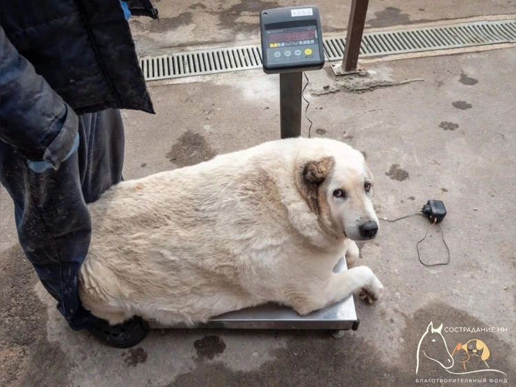 The giant dog weighs nearly 100kg in Russia