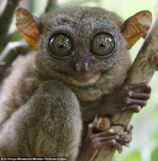 Discovering strange creatures like the character in the movie "War between stars"